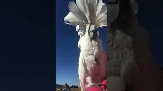 Cockatoo startled by shadow of low flying plane at the fly-in!