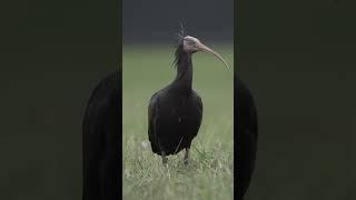 The northern bald ibis went extinct in Switzerland and now is slowly making a comeback. #hope