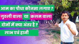 आम का पौधा कौनसा लगाना चाहिए- बीज/गुठली वाला या कलम वाला | Grafted Vs Seedling Mango Tree