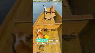 Ini Adalah Kucing Pintar Sedang Ikut Memancing Dengan Majikannya #Kucinglucu #Memancing #funyvideo