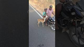 Love Animals |सोनी का हिरण #youtubeshorts #viral #mostpopular