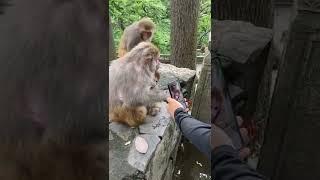 Chinese visitors purposefully annoying monkeys with their cams