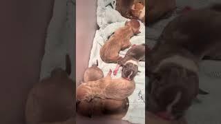 Sfb baby’s can’t wait for the next litter always working #sfb santosfamilybullies#americanbully #