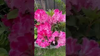 Flowers from Medina nursery, rhododendrons #short #medina #store #plants#flower #new #rhododendrons