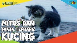 Fakta Menarik dan Mitos Kucing, Benarkah Kucing Suka Minum Susu?