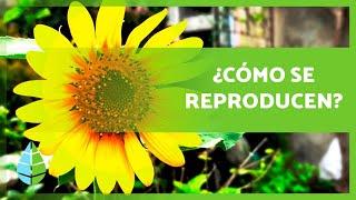 REPRODUCCIÓN de las PLANTAS  (Sexual, Asexual, con Flores y sin Flores)