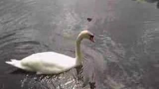 Wildlife in Westport Lake - Tunstall - Video 1