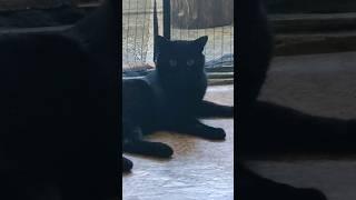 Misho vs Richi play fight