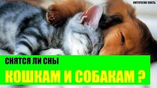 Снятся ли собакам и кошкам сны?