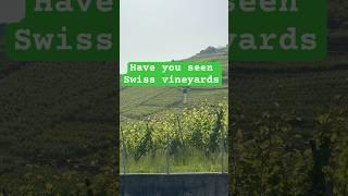 Beautiful swiss vineyards in a hot day #switzerland #grapes #vineyard #alps #follow