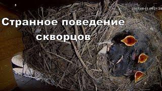 Странное поведение скворцов