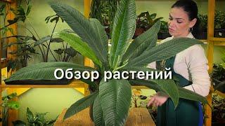 Обзор растений 🪴Филодендроны, диффенбахии, бегонии