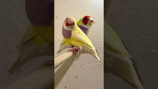 Red headed yellow mutation gouldian finch pair