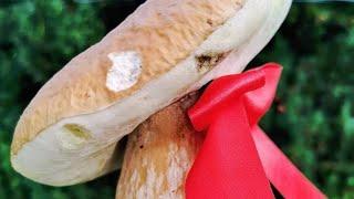 Funghi porcini /Boletus edulis mushroom - Masterpieces of nature 2023