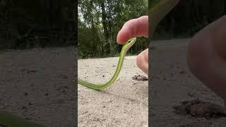 Green Snake Snek Boop  #shorts