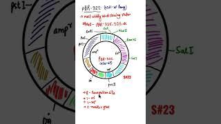 pBR 322|pBR 322 Plasmid vector #plasmid #shorts #biotech #shorts #pbr322