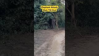 Elephant Attack  Jim Corbett National Park #shorts #jimcorbett #tiger #elephant