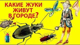 Коллекция Живых Городских Жуков. Чем Жуки Питаются? Долгоносики, Мертвоеды, Божьи Коровки, Листоеды.