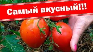 Самый мясистый и урожайный томат