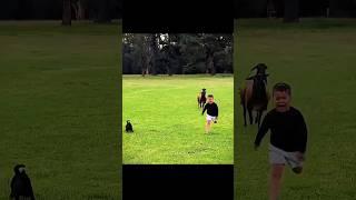 Dog Protection Vs  Cats protection 