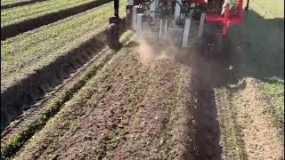 SARCHIATRICE INTERFILARE COLIBRI PER CAROTE INTERROW WEEDING MACHINE BINEUSE, BINADORA HACKMACHINE