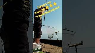 #shorts #short #shortvideo  Лещевая рыбалка на Горе море