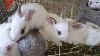 More Rabbits Videos For Children || Cute Rabbits Videos Compilation For Kids || Yash Tv Creations