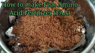 HOW TO MAKE FISH AMINO ACID(FAA)Fish Fertilizer/Organic /How to Ferment Fish Amino Acid Fertilizer