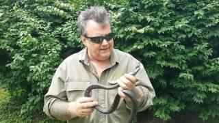 Snake in bird netting rescued by Vance Wildlife Removal