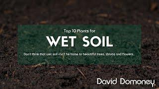 Top 10 Plants For Wet or Damp Soil