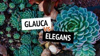 4 ways to differentiate between Echeveria elegans and Echeveria glauca