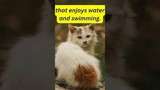 Turkish Van Cat - Fun Fact 51 #shorts #hopesfacts
