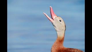 July 12 2024 -- a Good Morning Down by the Lake with Arthur Morris/BIRDS AS ART (21 minutes)