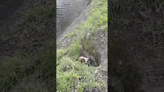 Basset puppy stuck down the bank! #puppy #doglife #cutedog #bassethound