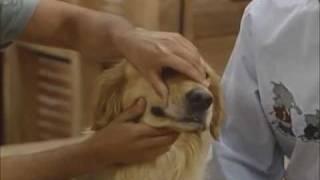 Full House Funny Clip - Comet does Elvis and Stevie Wonder impressions