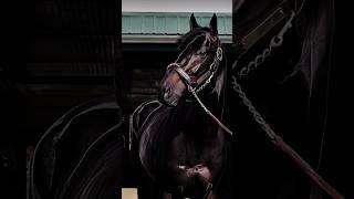 Rich walk  #thoroughbred #stallion #horse #equine #racing #music #edit #fyp