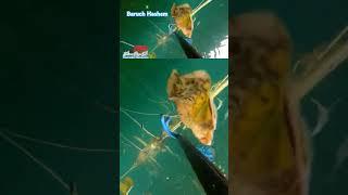 pesca sub            captura