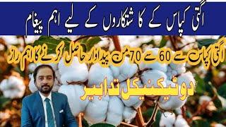 How to increase early cotton yield 2025|What is the methodto get Maximum Producation of Early cotton