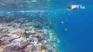 Шарм Эль Шейх 2017 декабрь.  Рыба Наполеон.