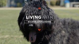 ALL ABOUT LIVING WITH BOUVIER DES FLANDRES