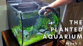 Maintenance on a new planted aquarium