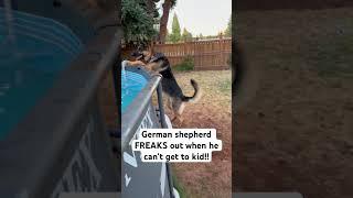 German shepherd CRIES OUT for HUMAN KID!! #shorts #germanshepherd