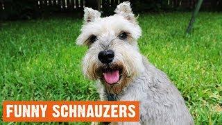 Funny Schnauzers Moments