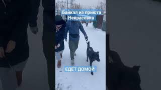 За последнюю неделю у нас уехало 4 собаки Остальных покажем позже #собакаизприюта #приютдлясобак