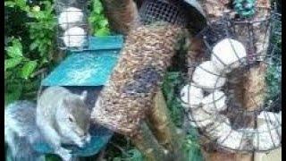 Grey Squirrel On Autumn Thursday Visit To My Cottage Garden Scone Perth Perthshire Scotland