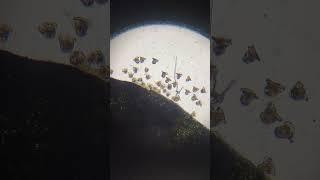Sound the Trumpets!! #algae #microscope #rotifer #marinelife #microorganism