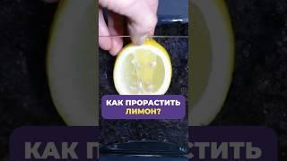 Как вы легко и просто можете ВЫРАСТИТЬ ЛИМОН? #лимон #выращивание