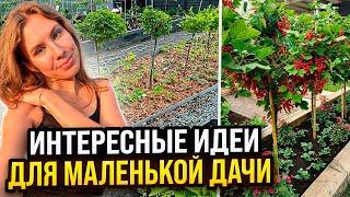 НЕТИПИЧНЫЙ ПЛОДОВЫЙ САД С ШТАМБОВЫМИ РАСТЕНИЯМИ И КЛУБНИКОЙ