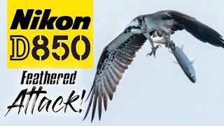 Nikon D850 | The BEST Time to Photograph Birds | Bird Photography