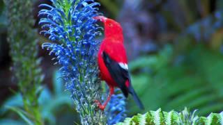 Hawaiian 'I'iwi bird